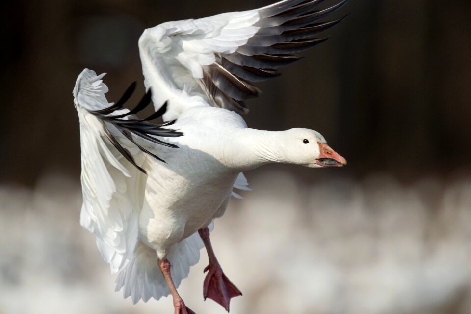 Bird flying animal