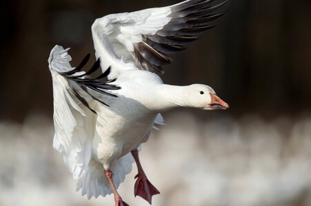 Bird flying animal