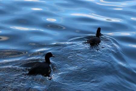 Bird water bird swim