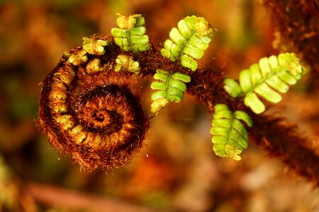 Plants nature green