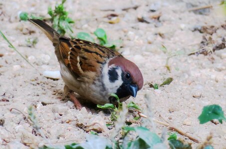 Animal bird wild photo