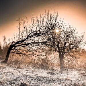 Dawn winter frost photo