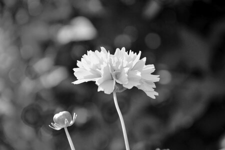 Planter photo black white bouquet massive flowers
