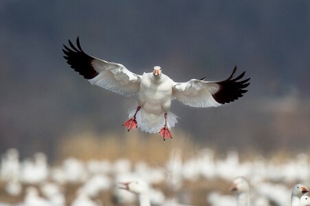 Bird flying animal