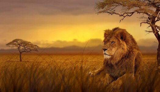 Predator dusk steppe