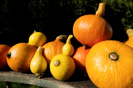Garden orange yellow