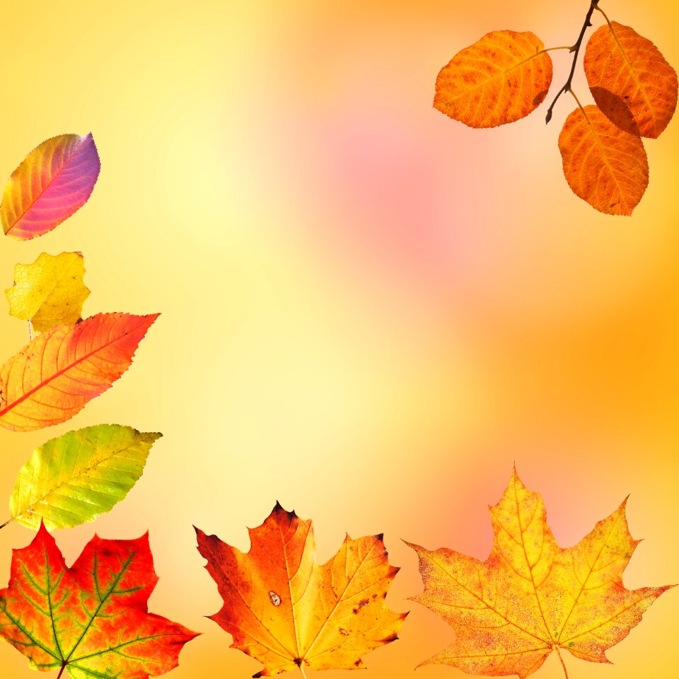 Fall foliage fall color golden autumn