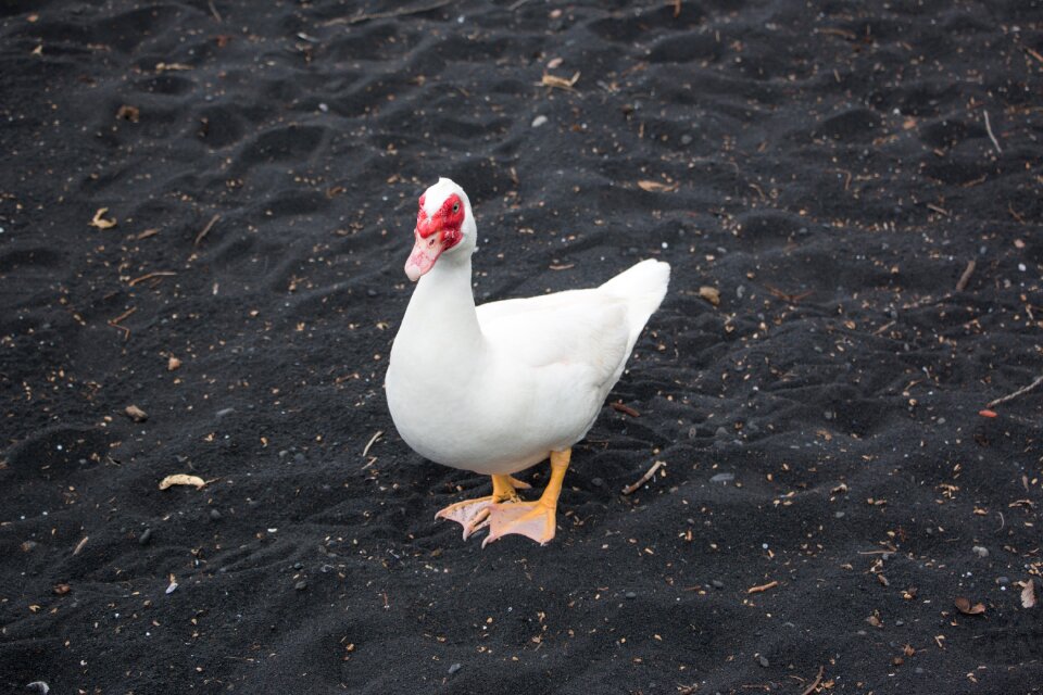Bird animals free-range