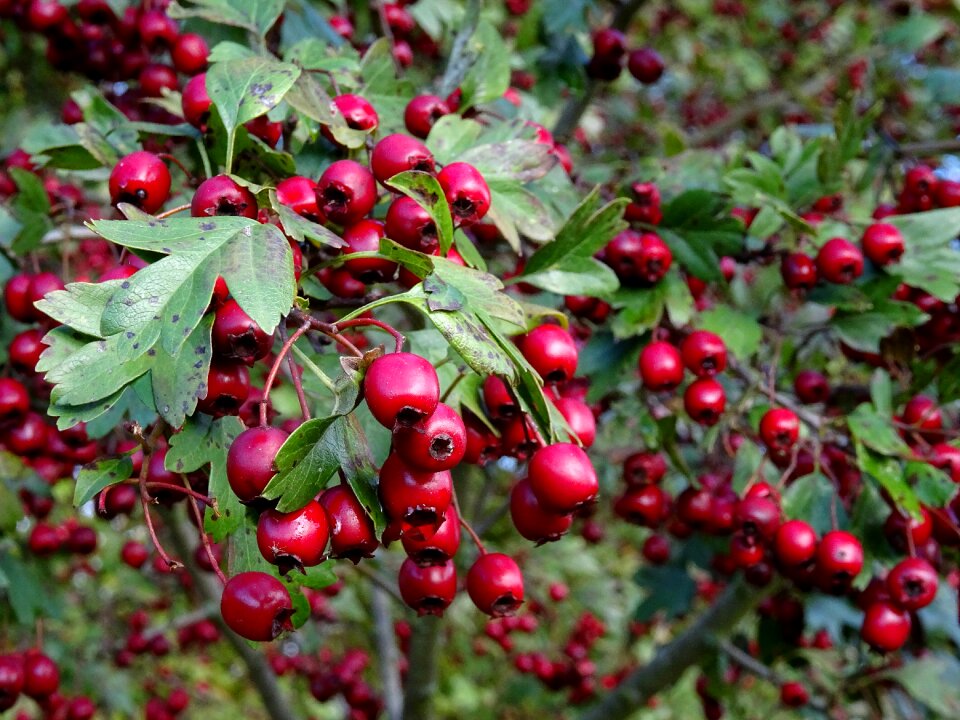 Autumn bird seed berry red