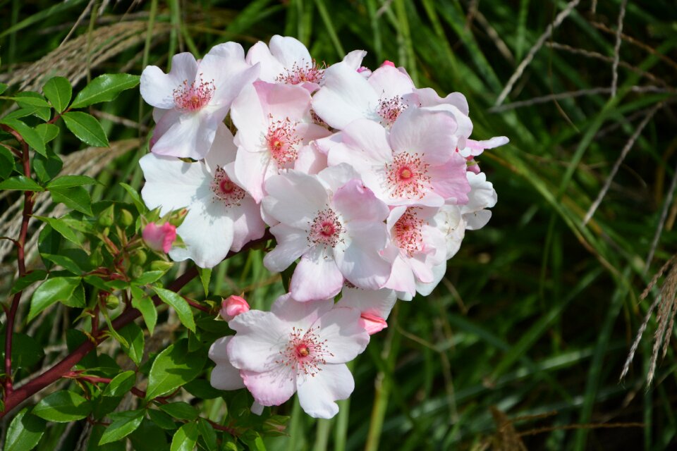 Garden rosebush nature
