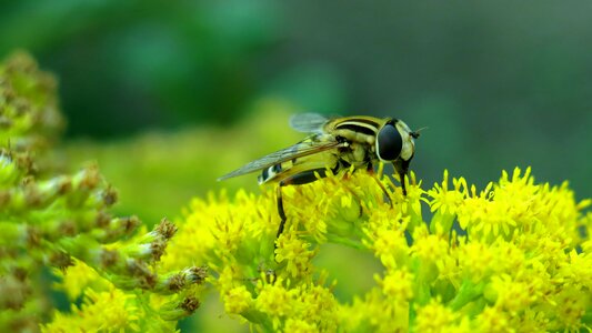 Nature insect yellow flower