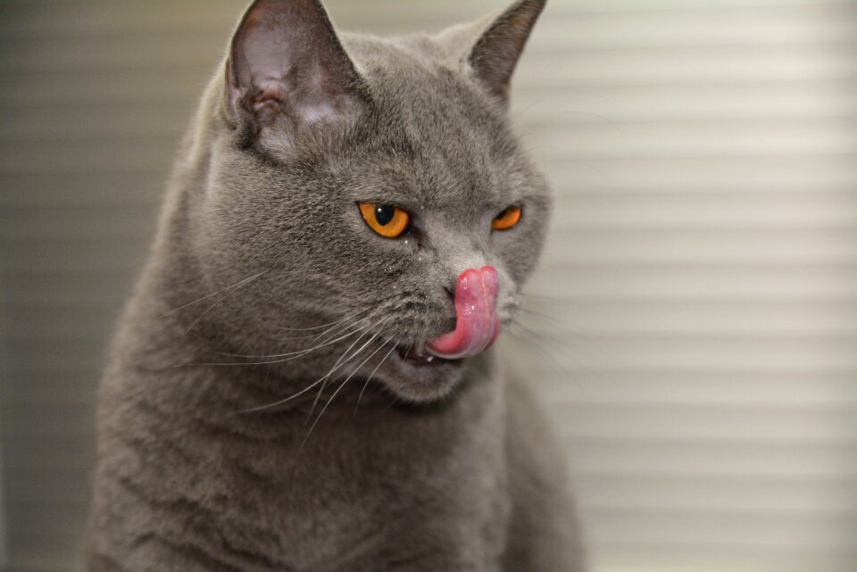 Pet animal world domestic cat