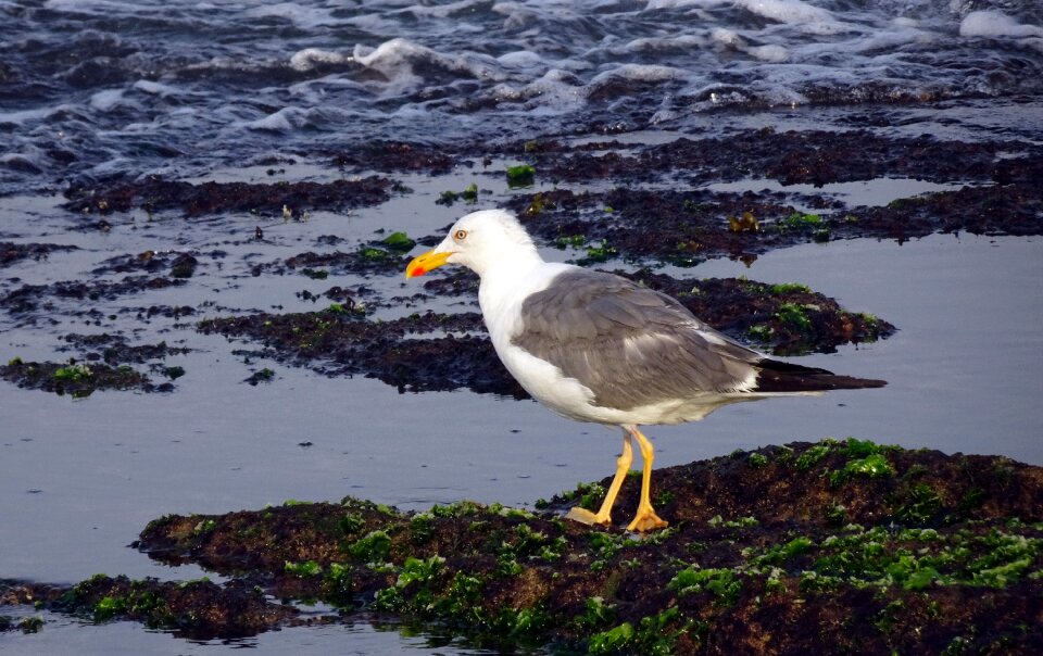 Heuglin's gull siberian gull larus fuscus heuglini
