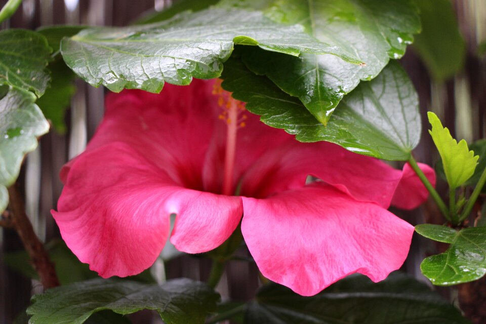 Plant close up pistil