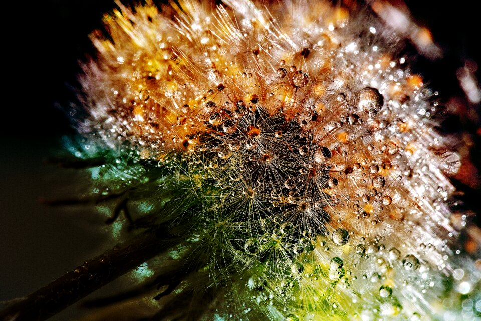 Close up nature macro