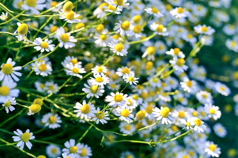 Plant white gardening