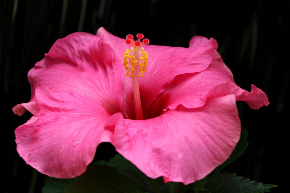 Plant close up pistil