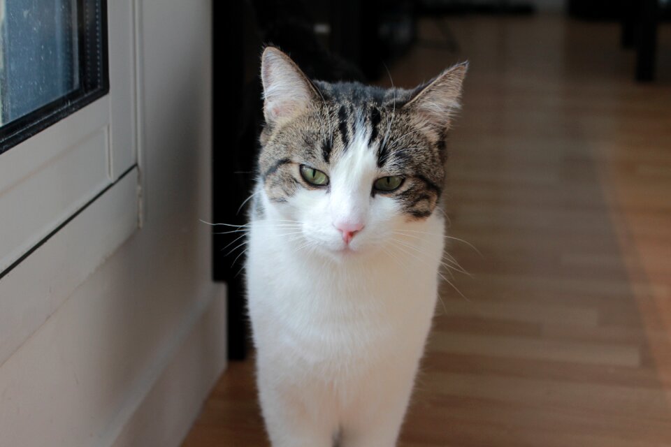 Cat portrait domestic
