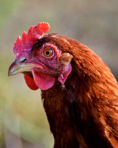 Free range livestock farm photo