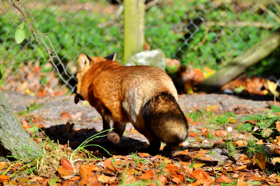 Reddish fur fur foxtail