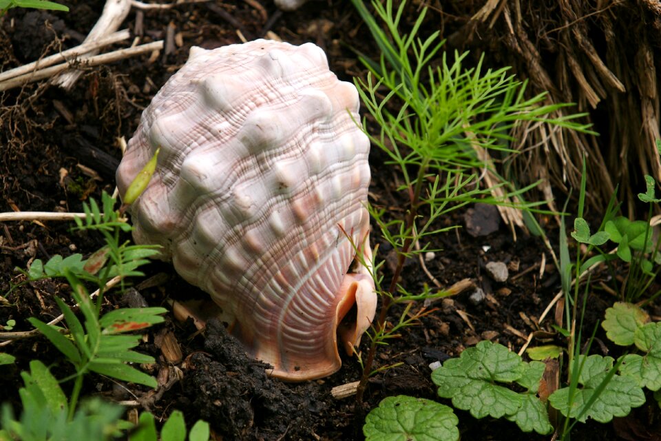 Shell sound of the sea snail
