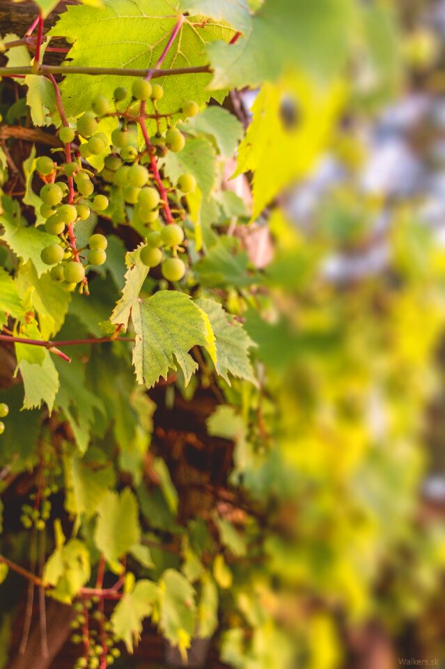 Foliage slovakia berry