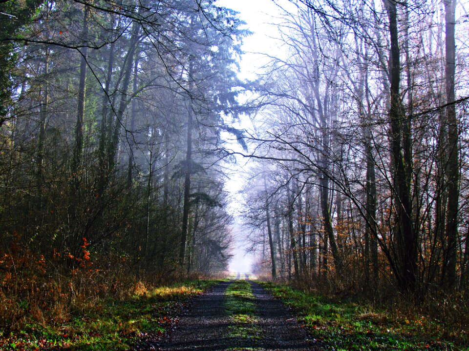The fog tree spacer