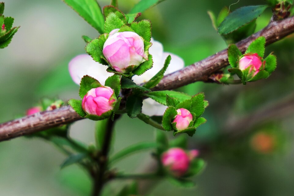 Flower plant leaf
