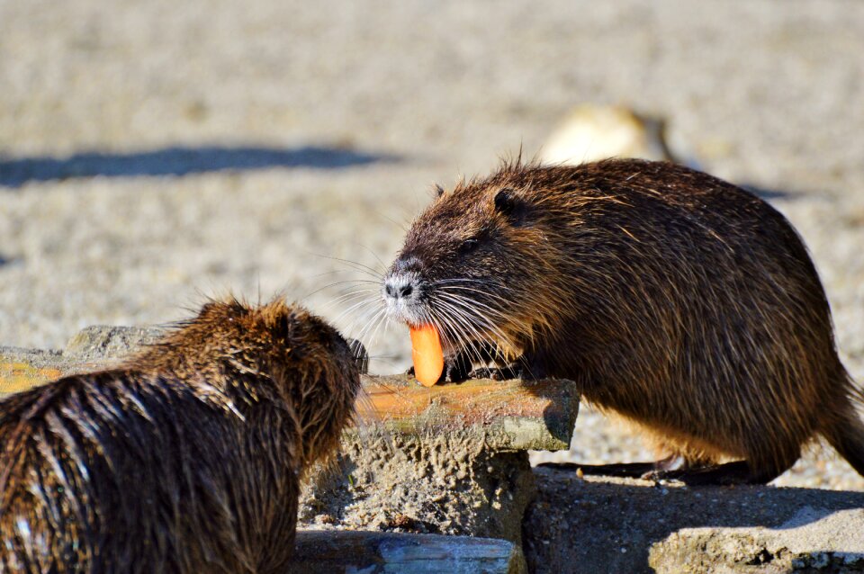 Species of rodent waters animal