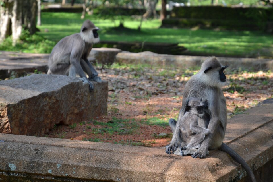 Sri lanka monkey park