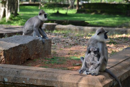 Sri lanka monkey park photo