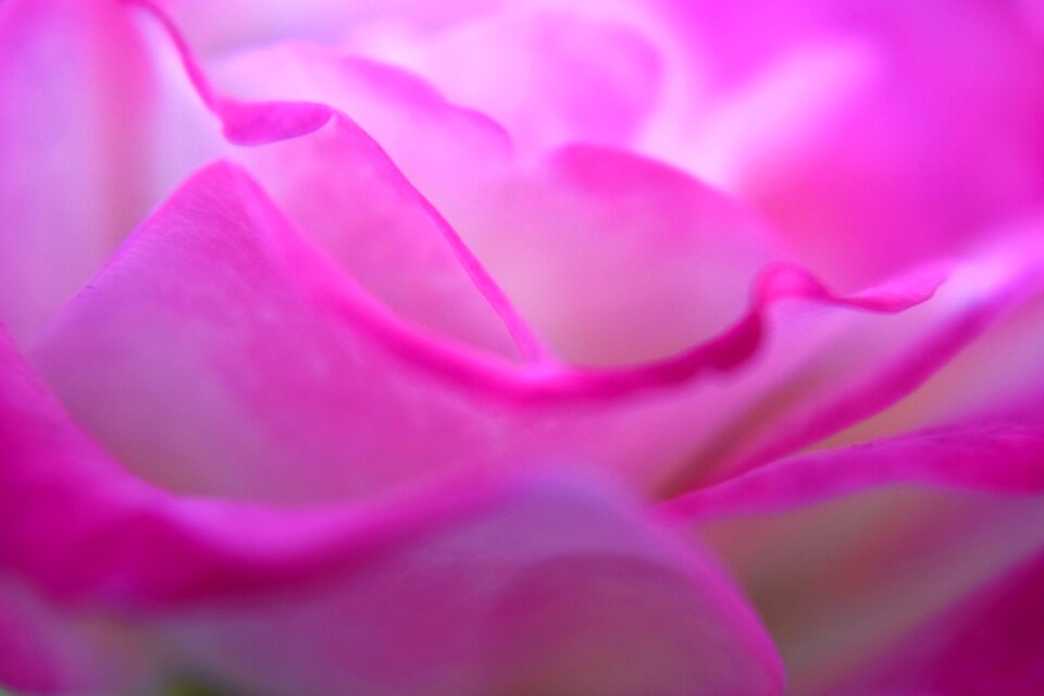 Petals macro nature photo