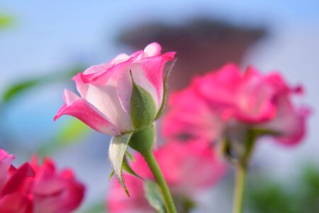 Rose pink garden