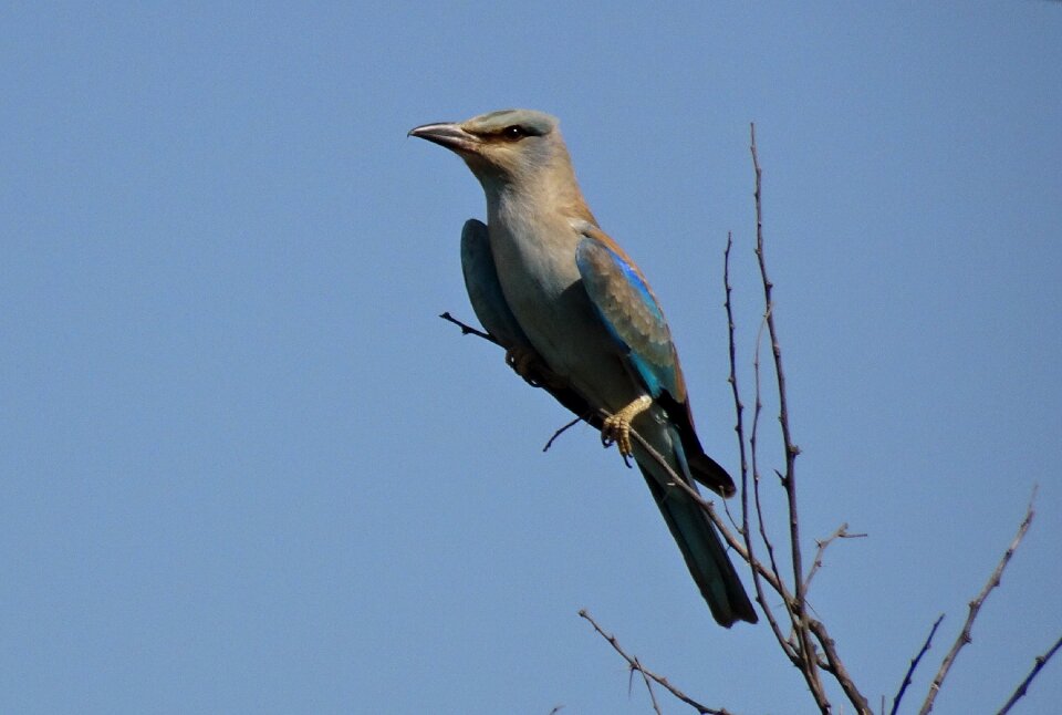 Coracias garrulus wildlife nature
