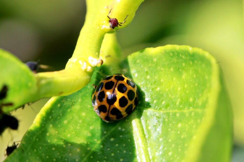 Aphid farming insect bug