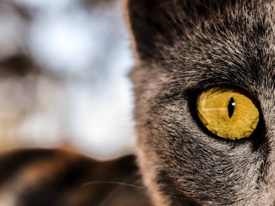 Animal watching brown watch