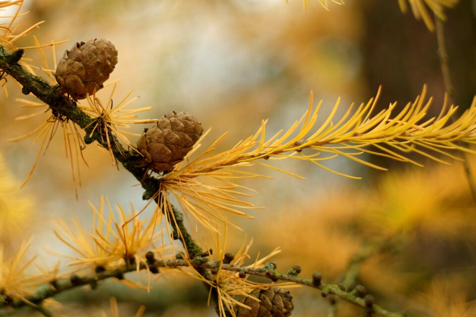 At the court of closeup larch