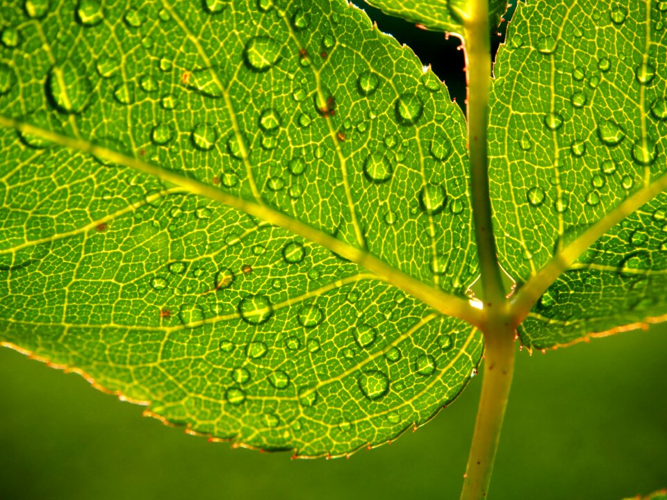 Close up green leaf plant