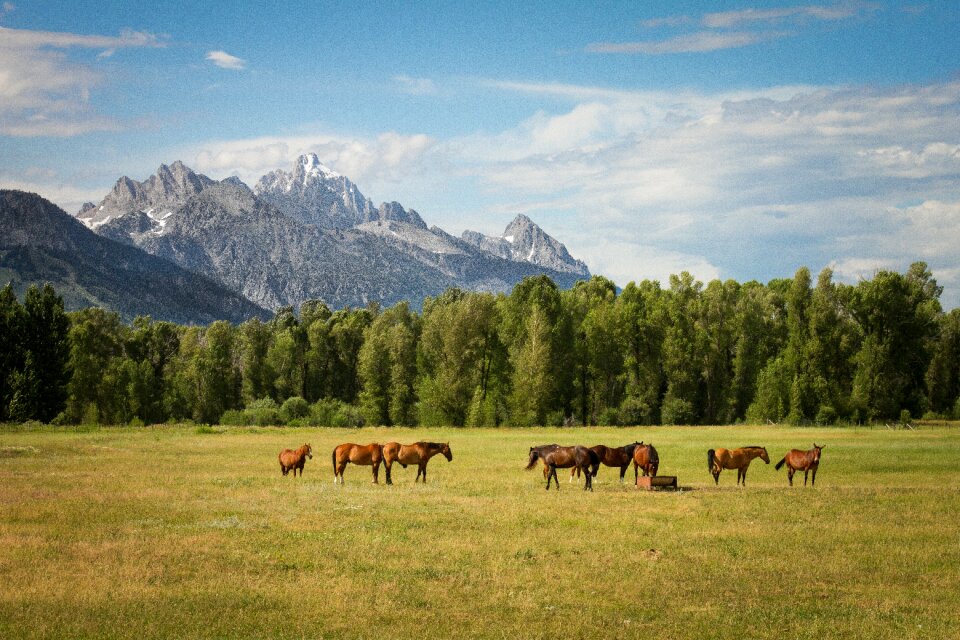 Green grass field photo