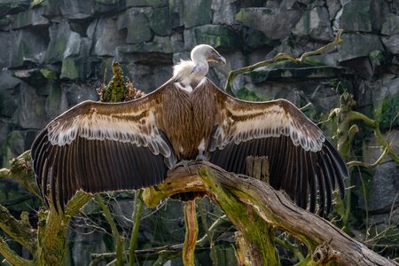 Animal wild bird of prey photo