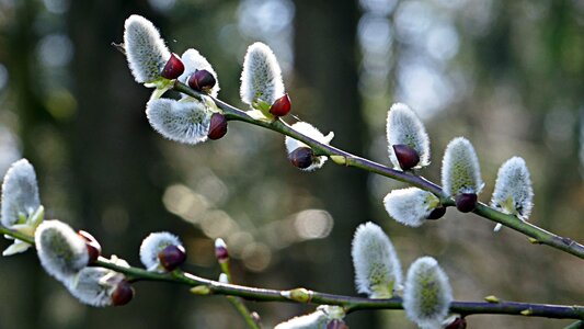 Nature conservation willow catkin plant