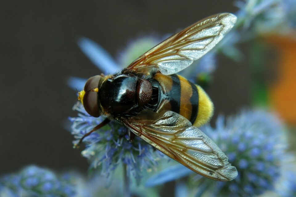 Hummel floating fly insect nature