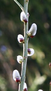 Nature conservation willow catkin plant
