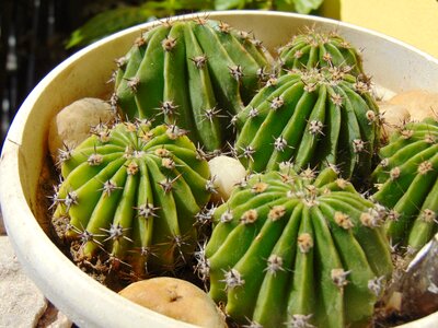 Plant aechmea plant spike