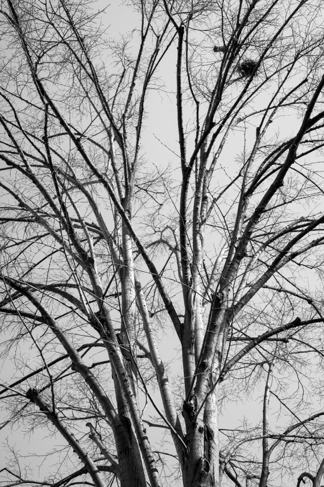 Forest branch nature