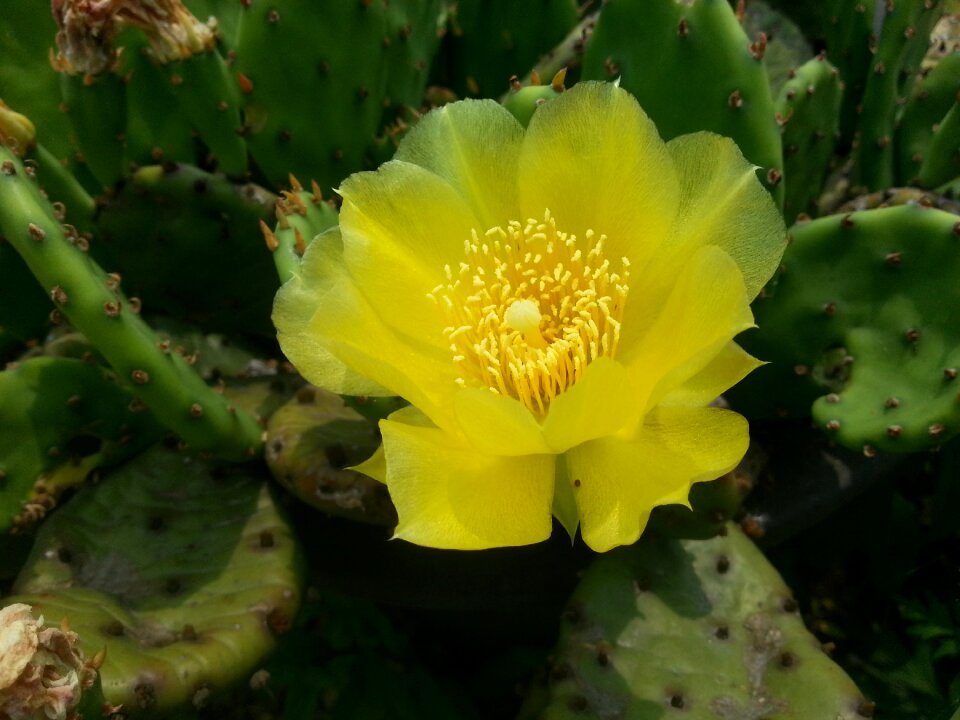 Yellow flowers yellow cactus flower cactus
