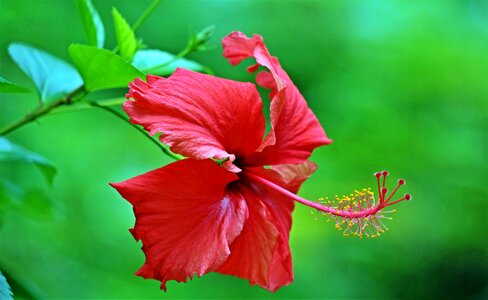 Exotic petal red