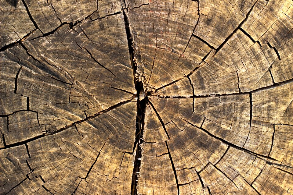 Nature background texture background wood texture