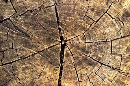 Nature background texture background wood texture photo