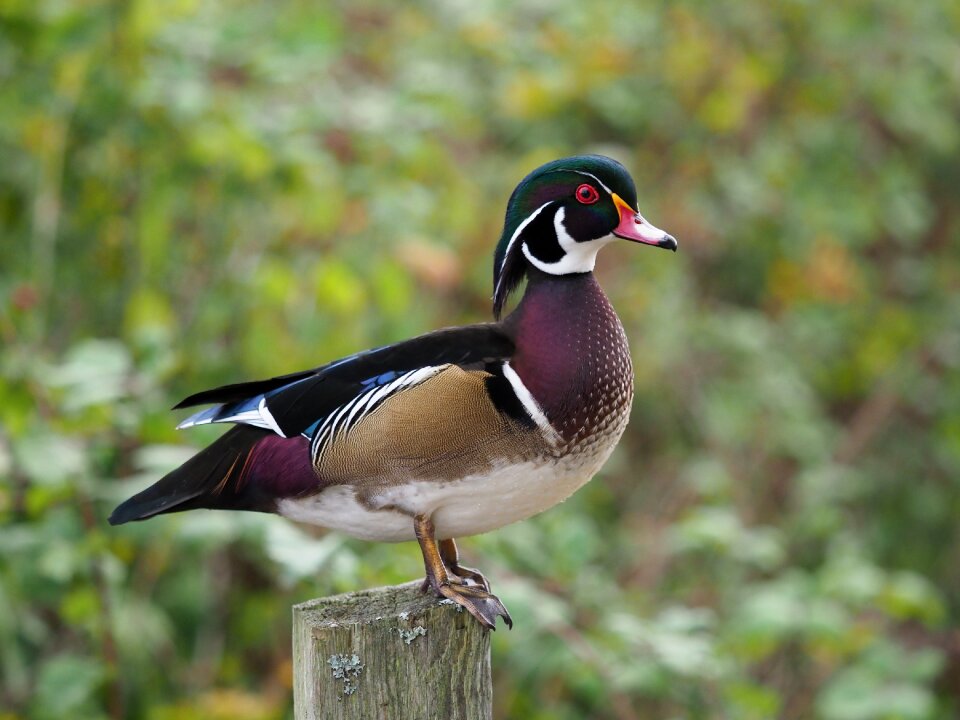 Wildlife birding green wood